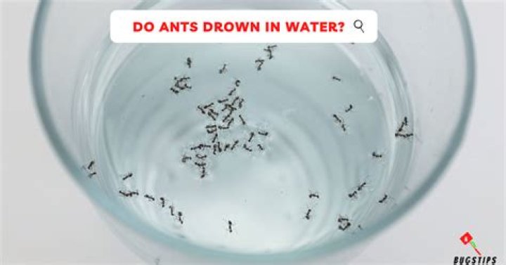 Can an ant drown?