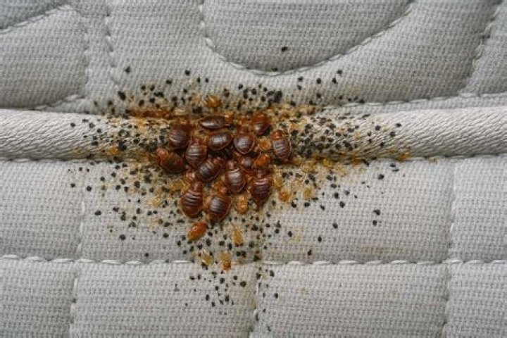 Can bed bugs live in down comforters?