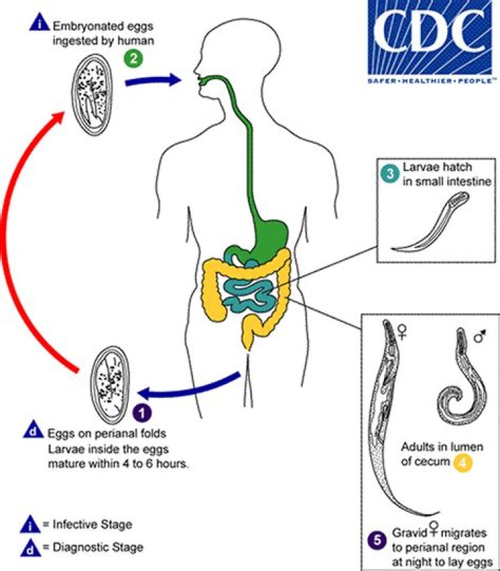 Do adults get pinworms?