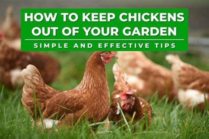 How do you keep chickens worm free?