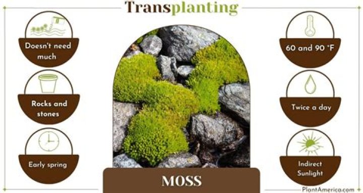 When should I transplant moss?