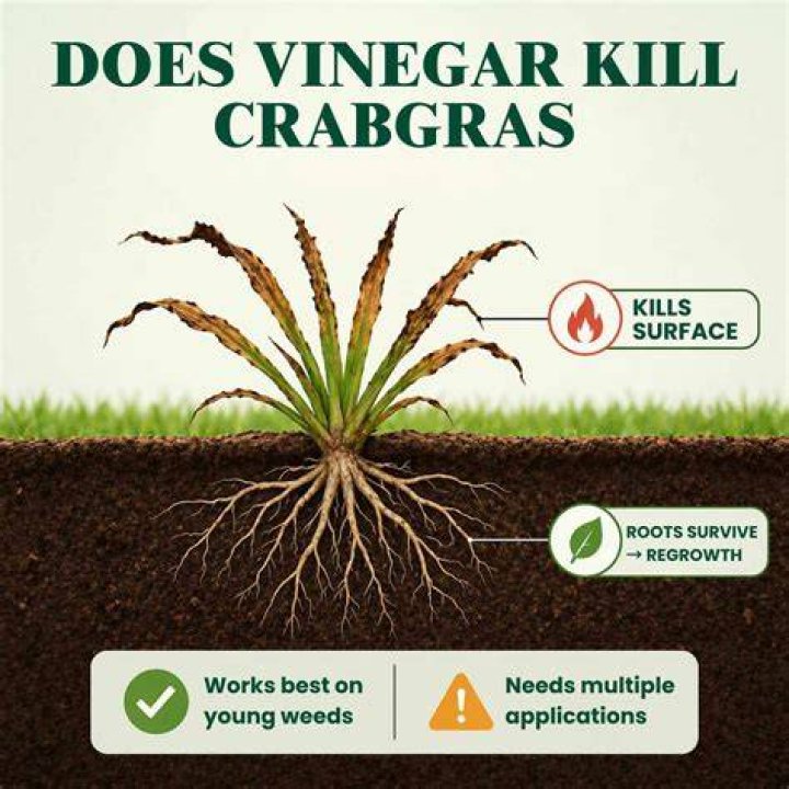 Which vinegar kills crabgrass?