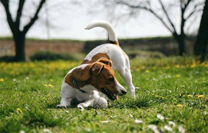 Why do dogs chase deer?